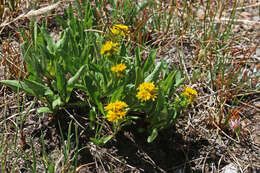 Image of Rocky Mountain goldenrod