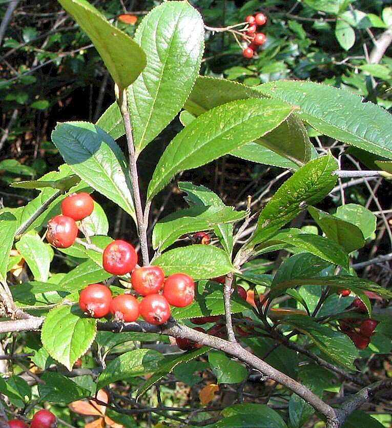 Plancia ëd Aronia arbutifolia (L.) Pers.