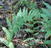 Image of Lady-fern