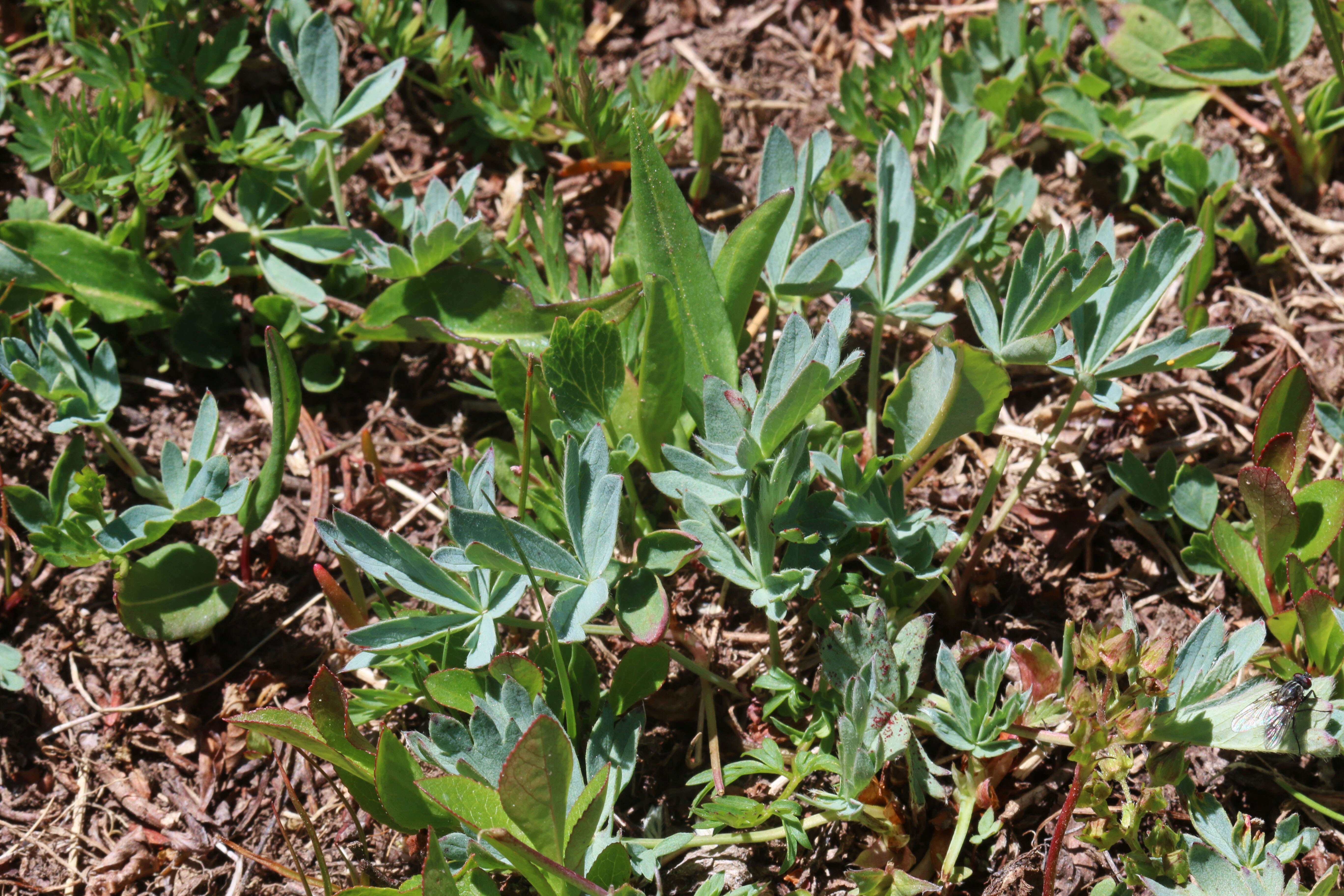 Image of Mountain-Meadow Cinquefoil