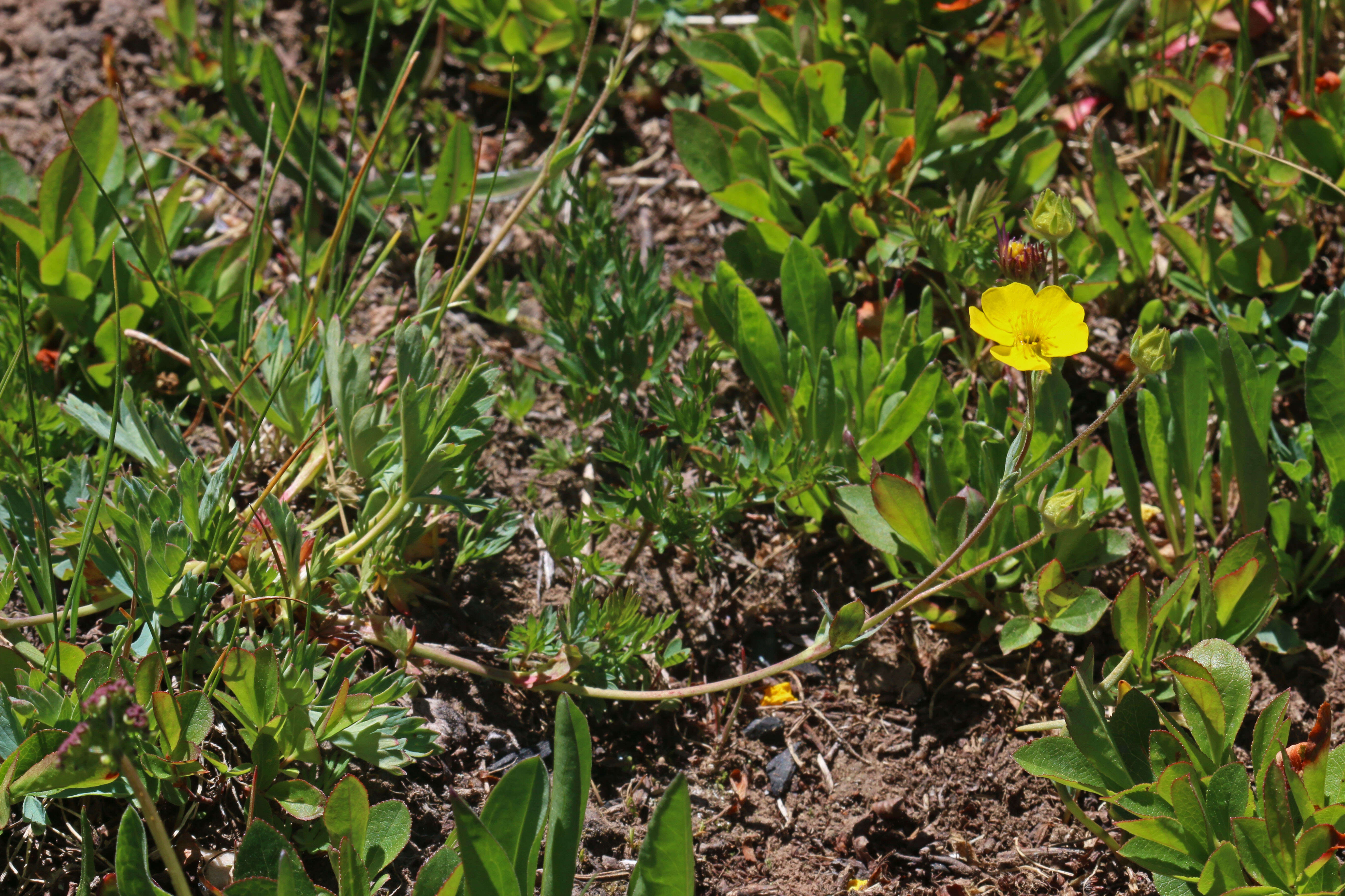 Image of Mountain-Meadow Cinquefoil