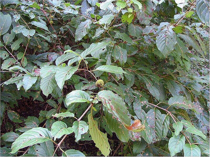 Image of common buttonbush