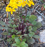 Image of lobeleaf groundsel