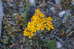 Image of lobeleaf groundsel