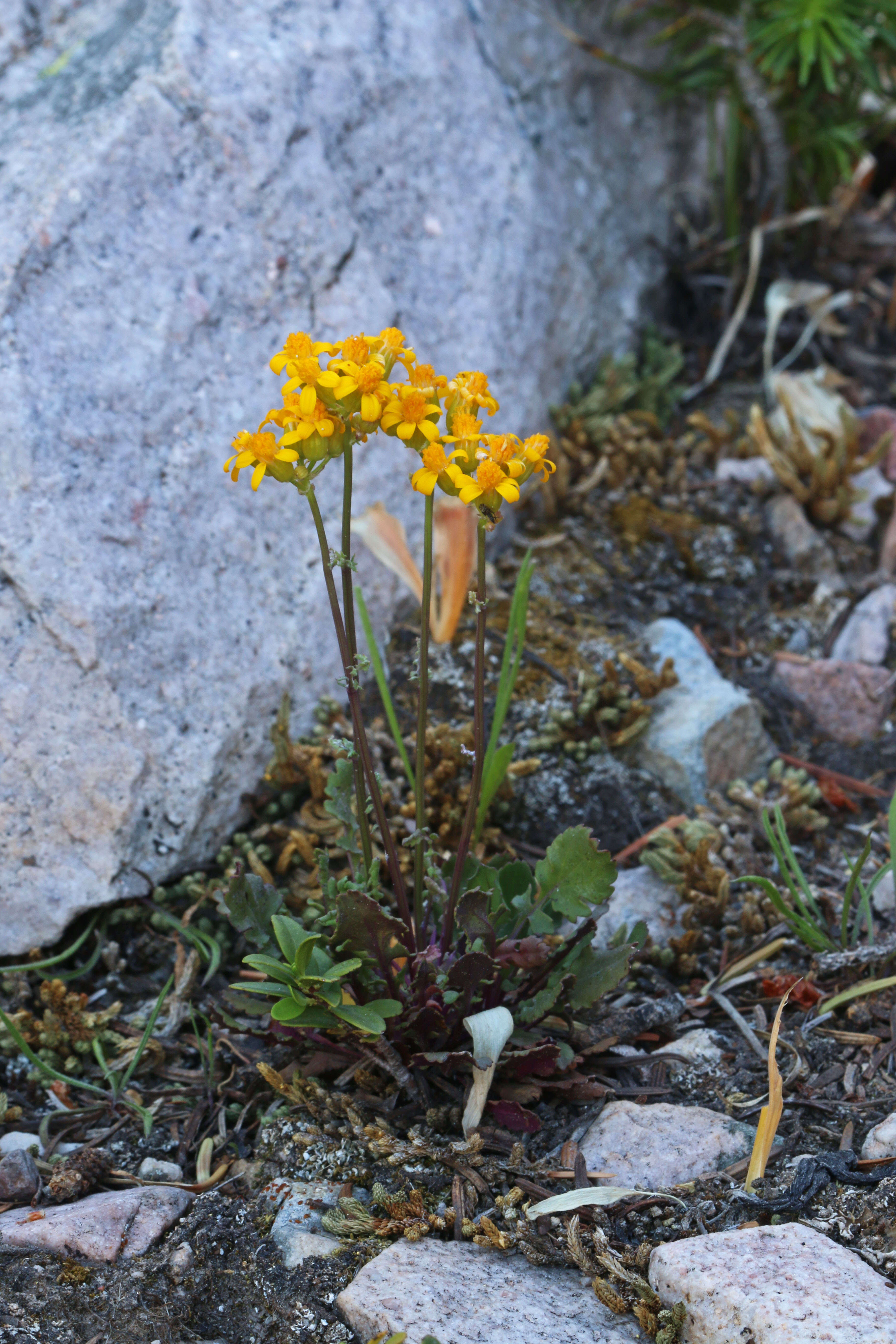 Image of lobeleaf groundsel