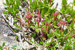 Image of alpine laurel