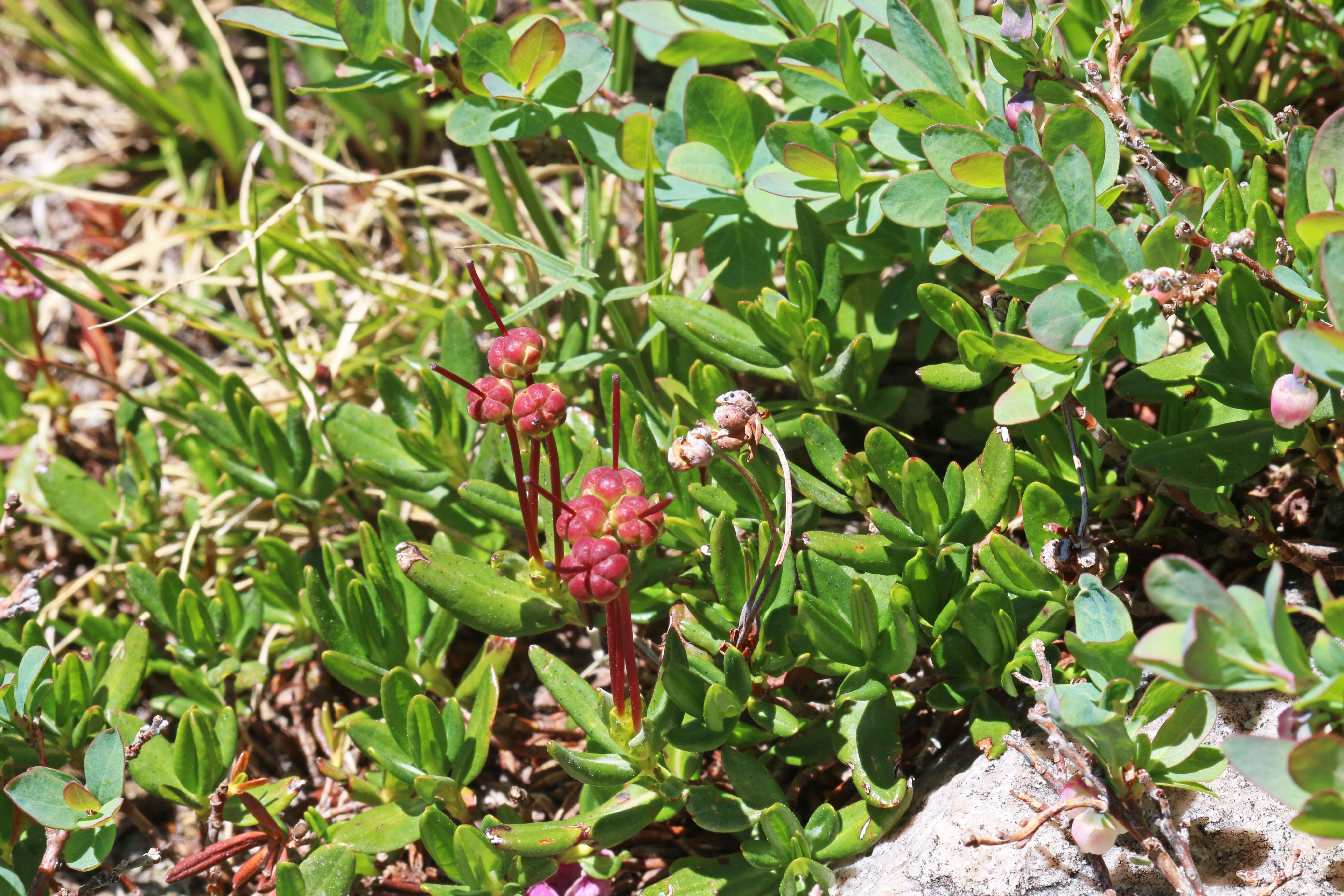 Image of alpine laurel