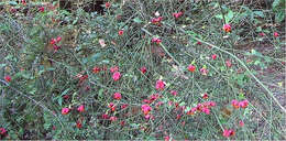 Euonymus americanus L. resmi