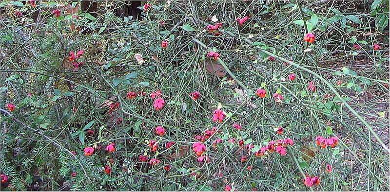 Euonymus americanus L. resmi