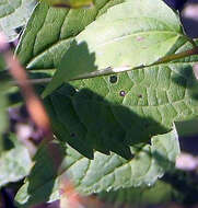 Plancia ëd Ageratina altissima (L.) R. King & H. Rob.