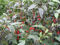 Image of Michigan holly