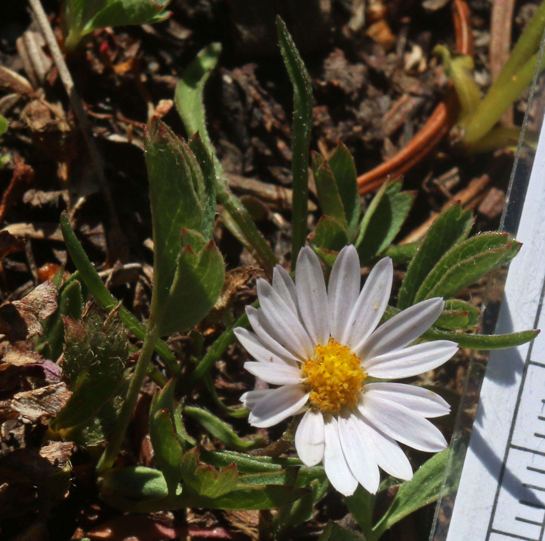 Image de Erigeron eatonii A. Gray