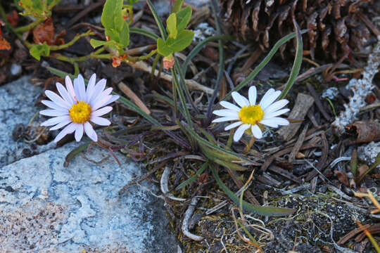 Image de Erigeron eatonii A. Gray