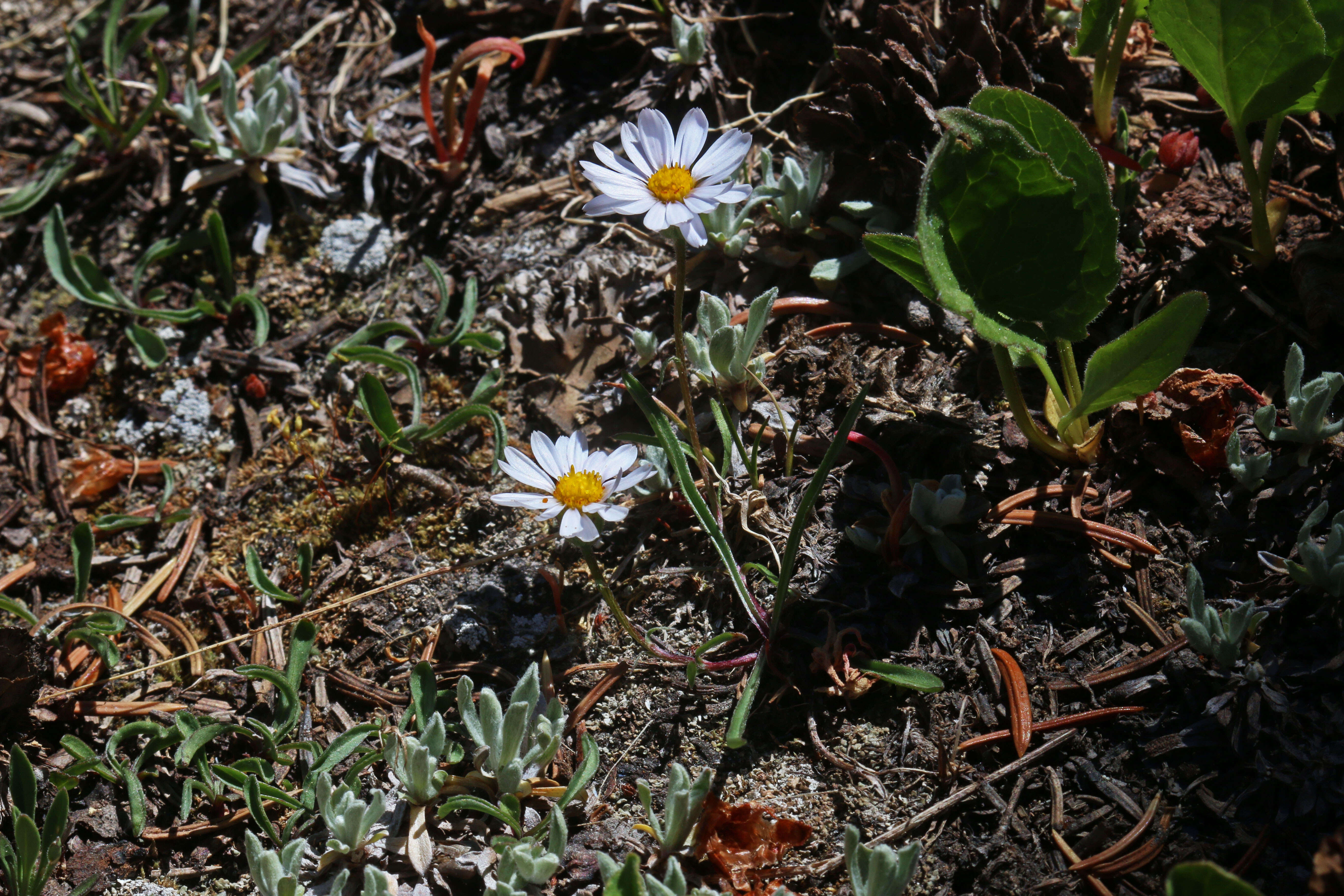 Image de Erigeron eatonii A. Gray