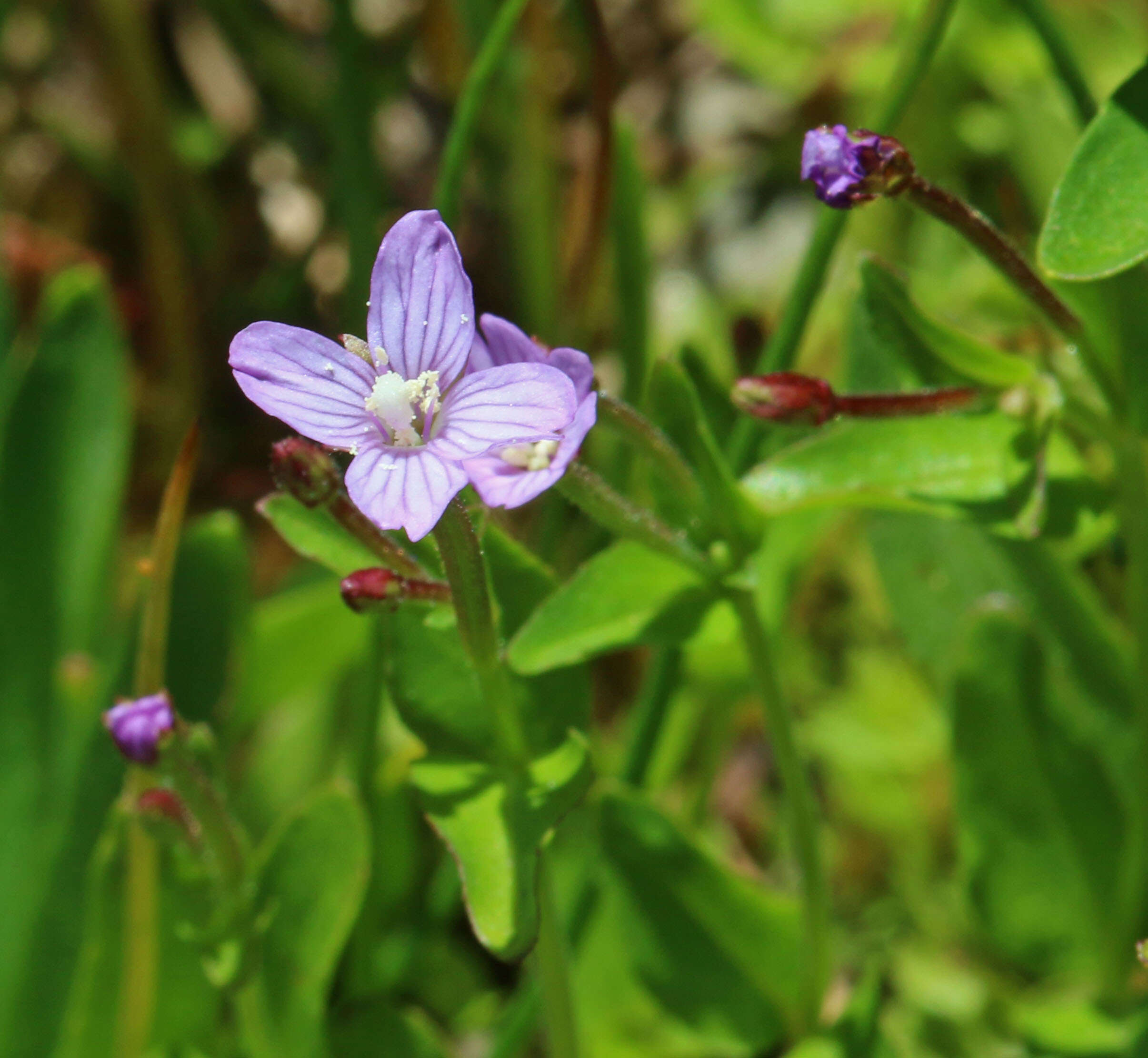 Image of pimpernel willowherb