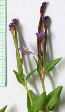 Image of pimpernel willowherb