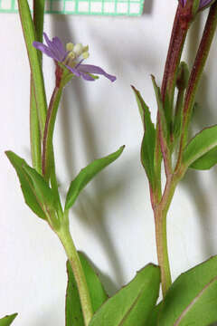 Image of pimpernel willowherb