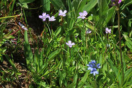 Image of pimpernel willowherb
