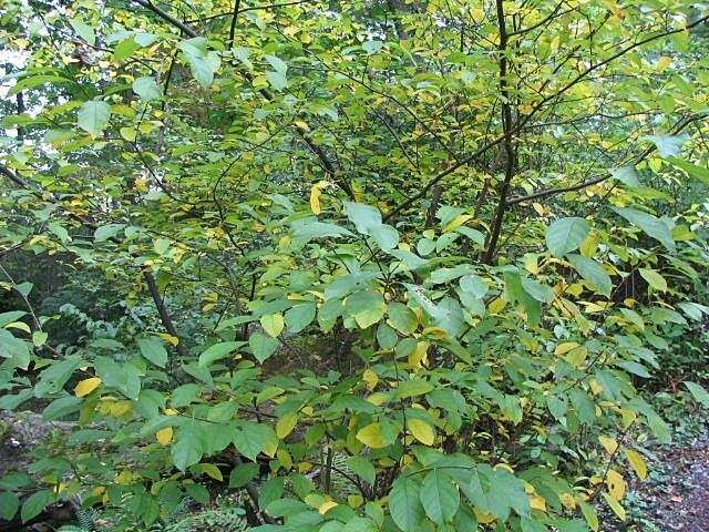 Image of northern spicebush