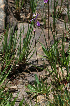 Image of alpine shootingstar