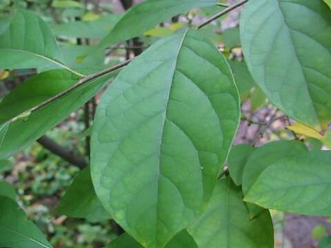 Image of northern spicebush