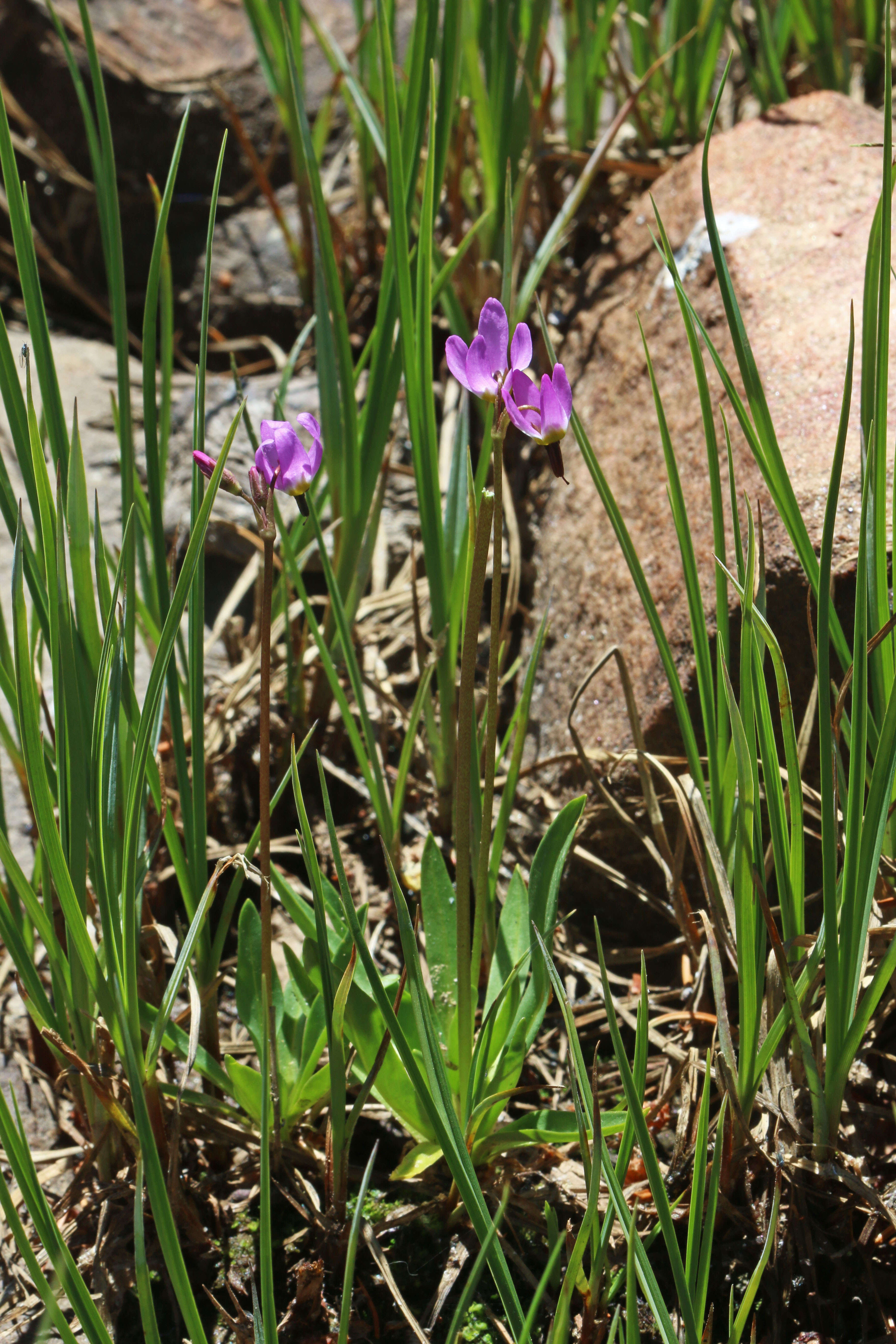 Image of alpine shootingstar