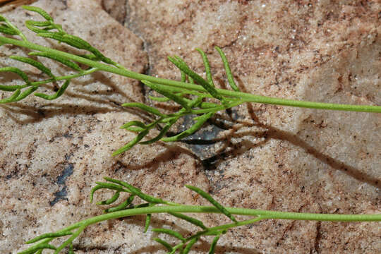 Image de Cryptogramma acrostichoides R. Br. apud Richards.