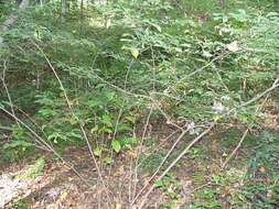 Image of northern spicebush