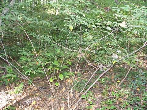 Image of northern spicebush