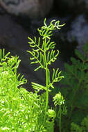 Sivun Cryptogramma acrostichoides R. Br. apud Richards. kuva