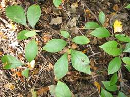 Image of northern spicebush