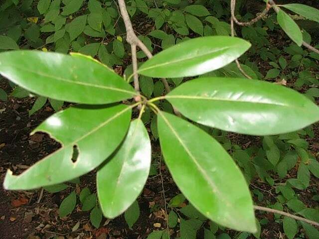 Sivun Magnolia virginiana L. kuva