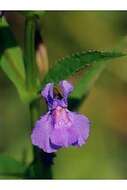 Image of Allegheny monkeyflower