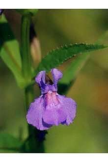 Image of Allegheny monkeyflower