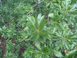 Image of wax myrtle