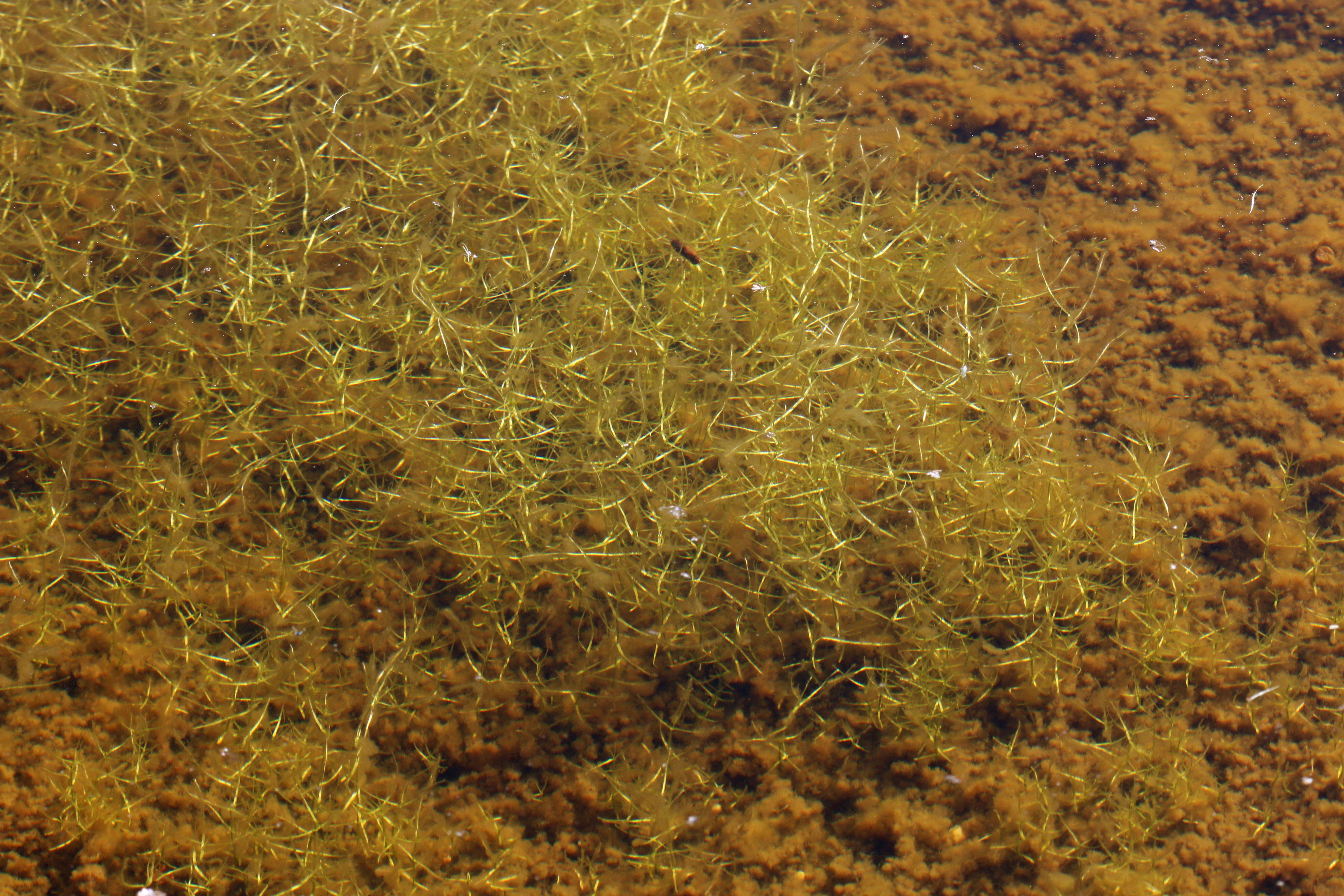 Image of Two-headed water-starwort