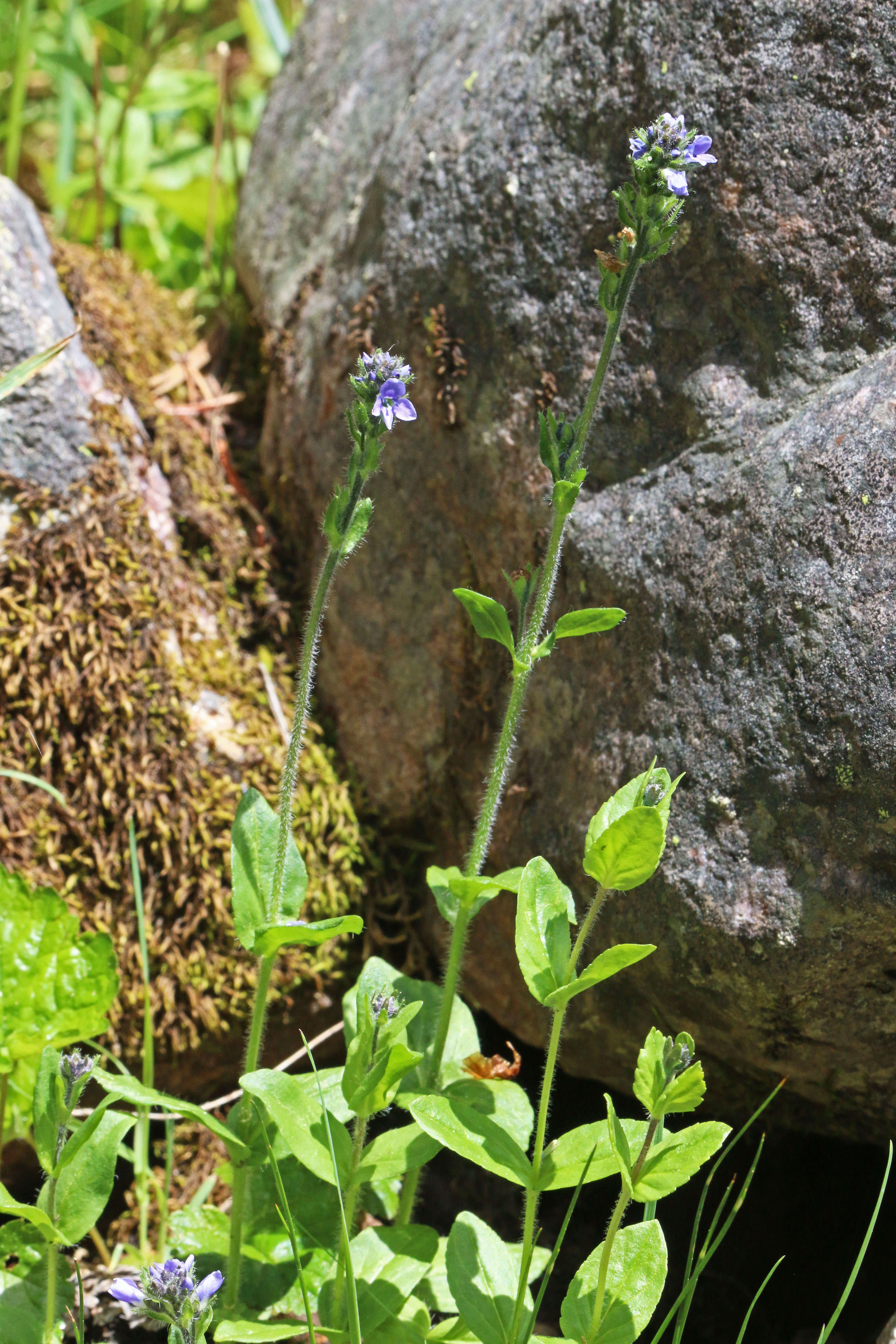 Image of American alpine speedwell