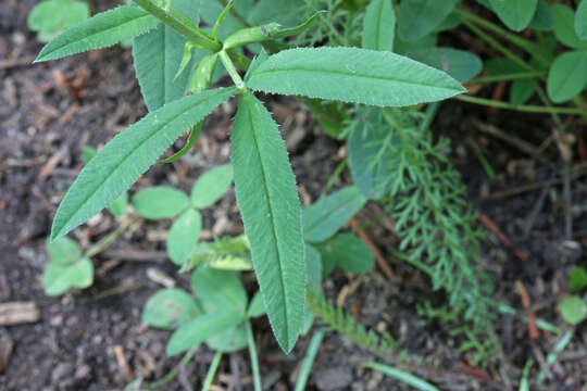 Imagem de Trifolium longipes Torr. & A. Gray