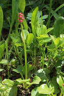 Image de Pyrola asarifolia Michx.