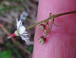 Sivun Micranthes odontoloma (Piper) A. A. Heller kuva