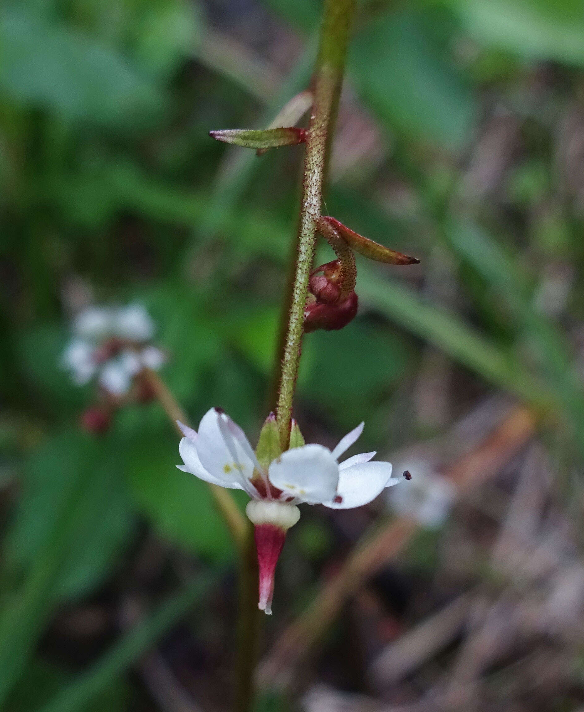 Sivun Micranthes odontoloma (Piper) A. A. Heller kuva