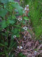 Sivun Micranthes odontoloma (Piper) A. A. Heller kuva