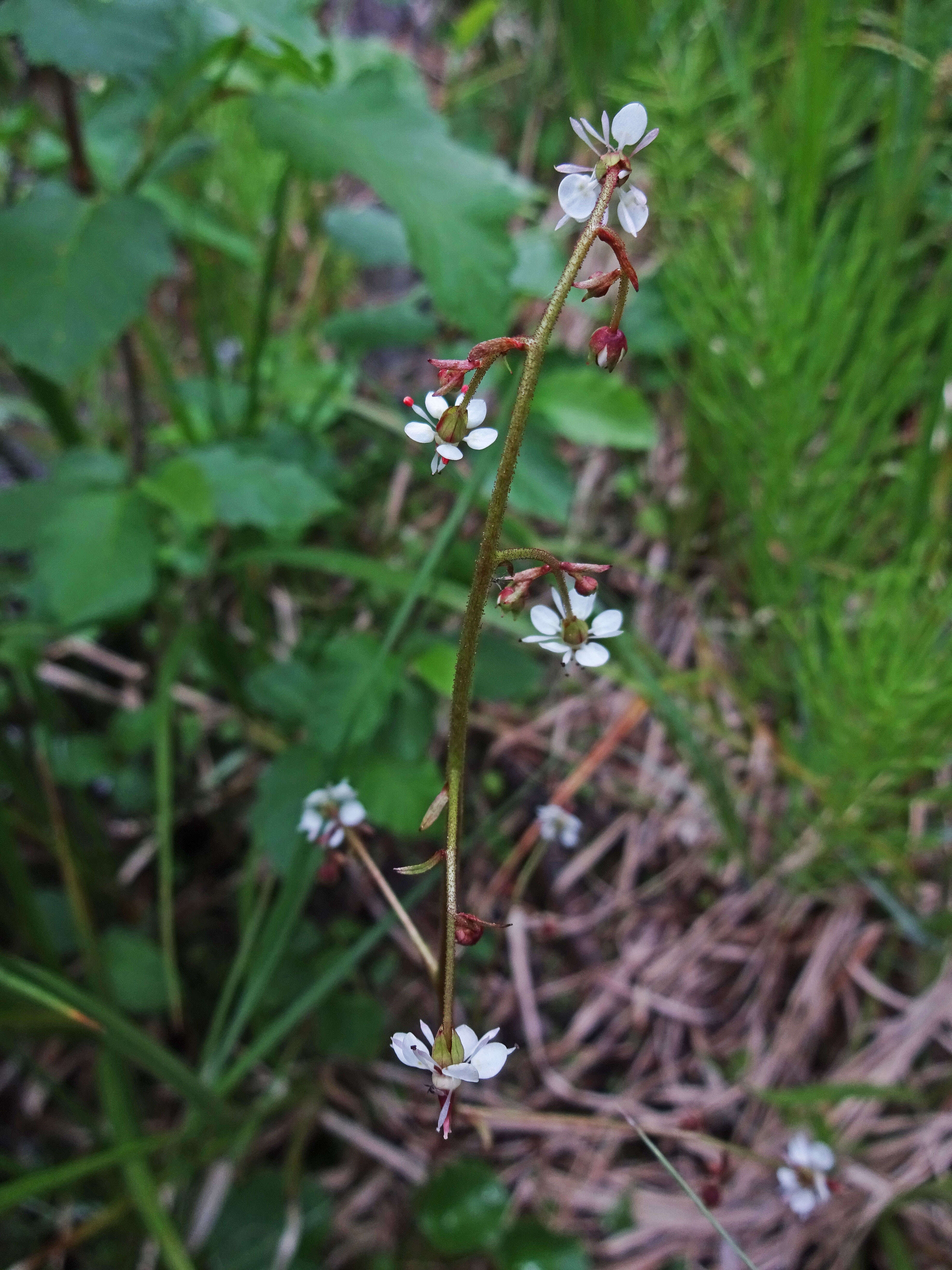 Image of Streambank Pseudosaxifrage