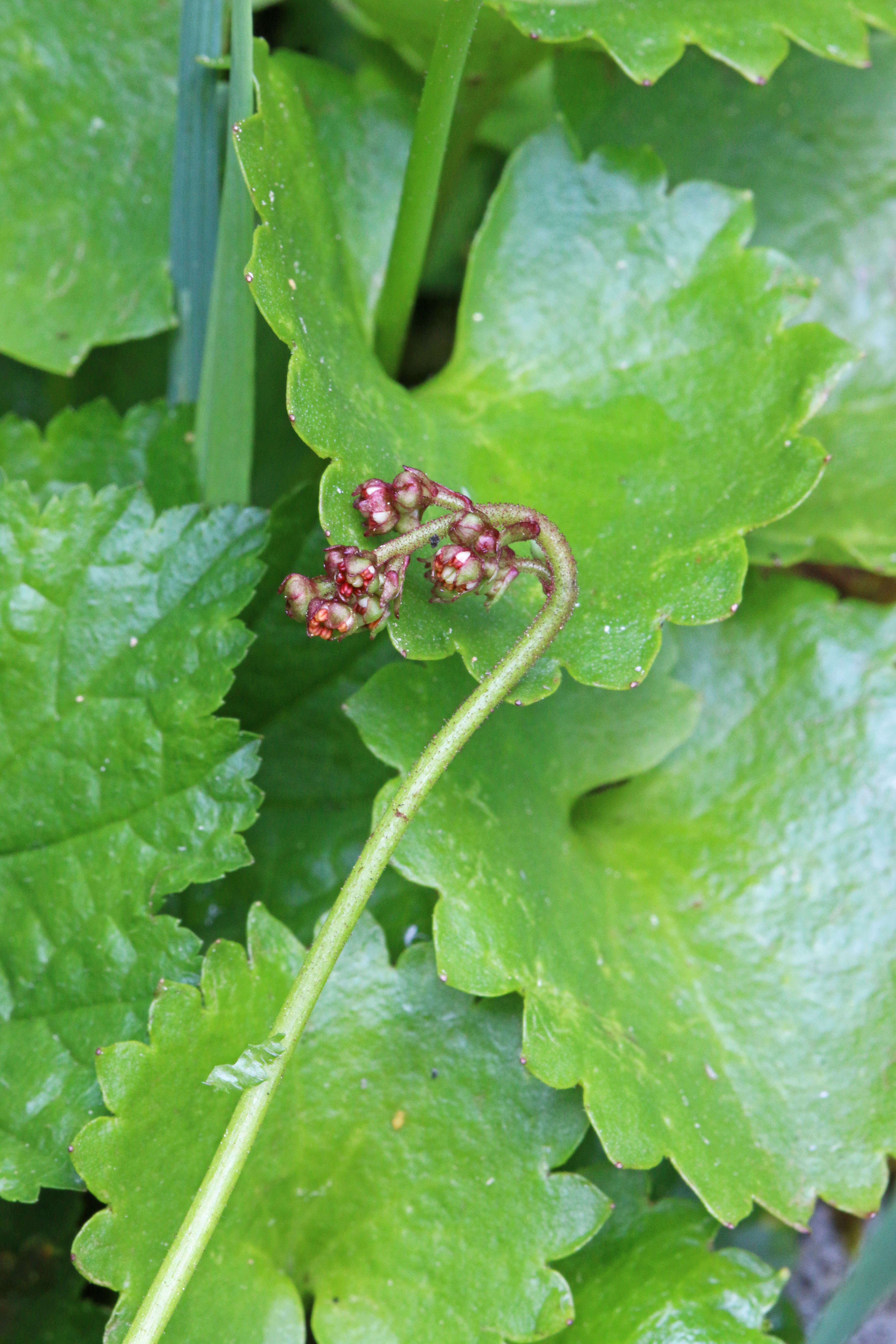 Image of Streambank Pseudosaxifrage