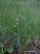 Image of Streambank Pseudosaxifrage