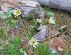 Image of white hawkweed