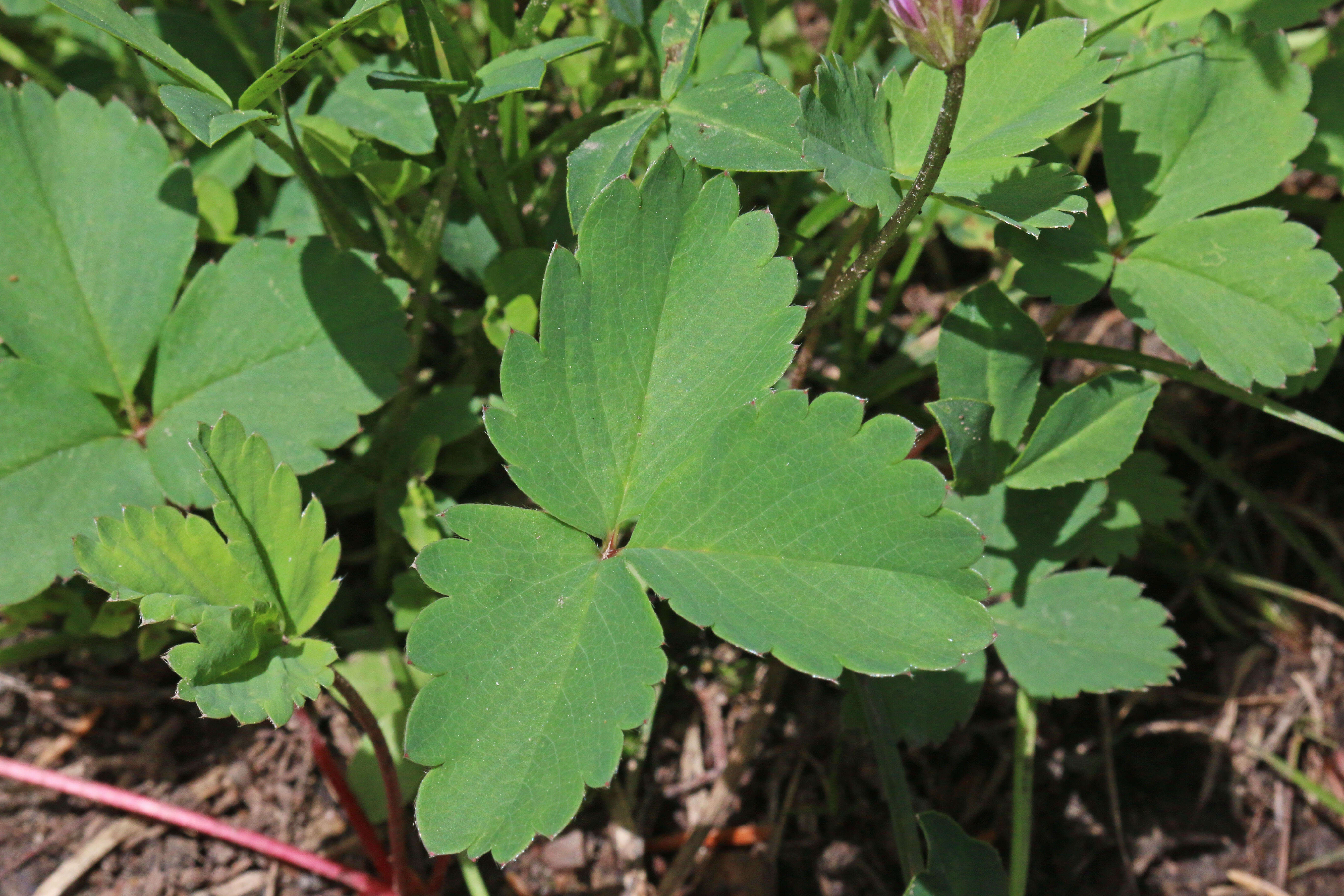 Image of Virginia strawberry