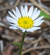 Image de Erigeron eatonii A. Gray