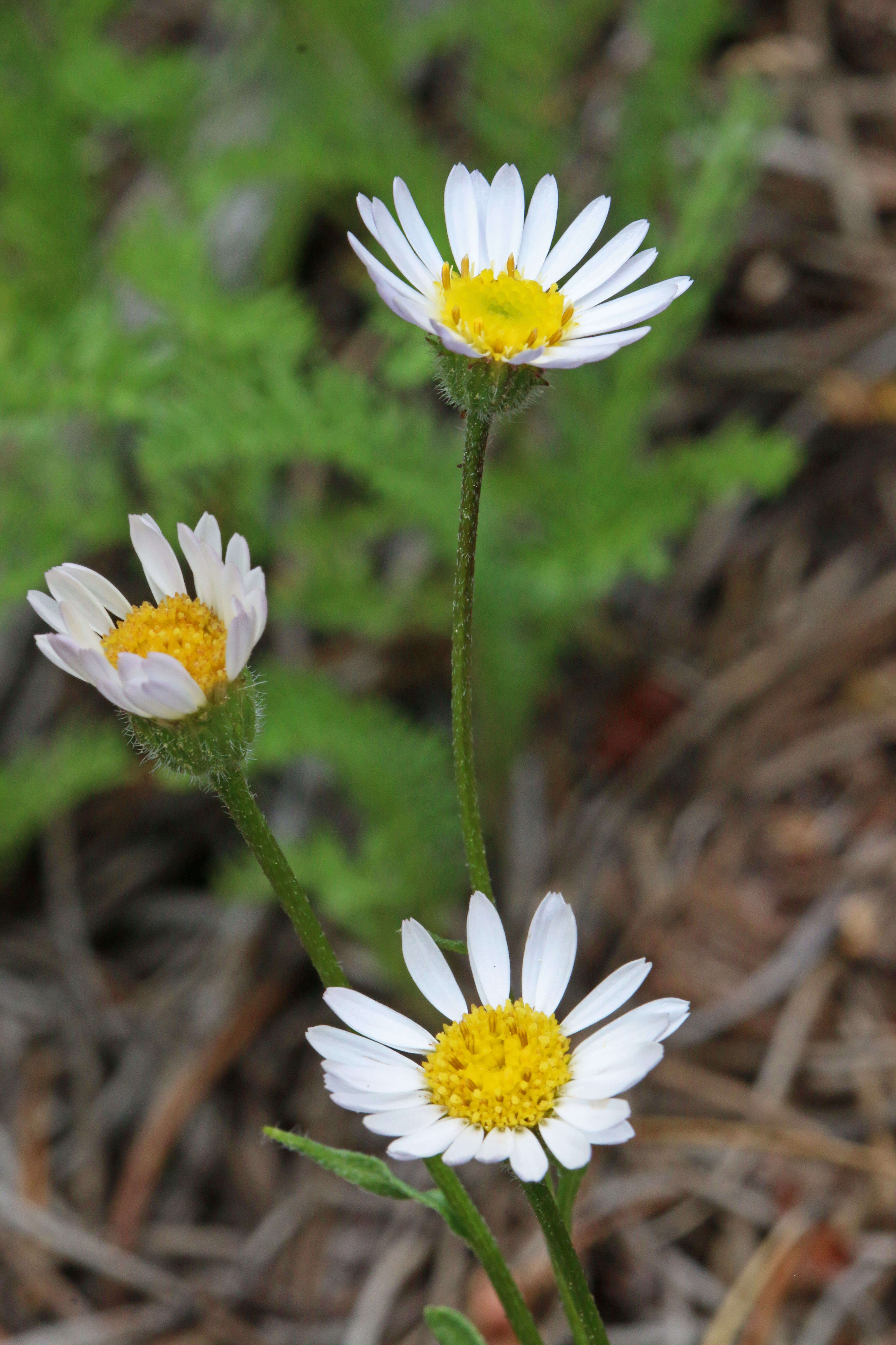 Image de Erigeron eatonii A. Gray