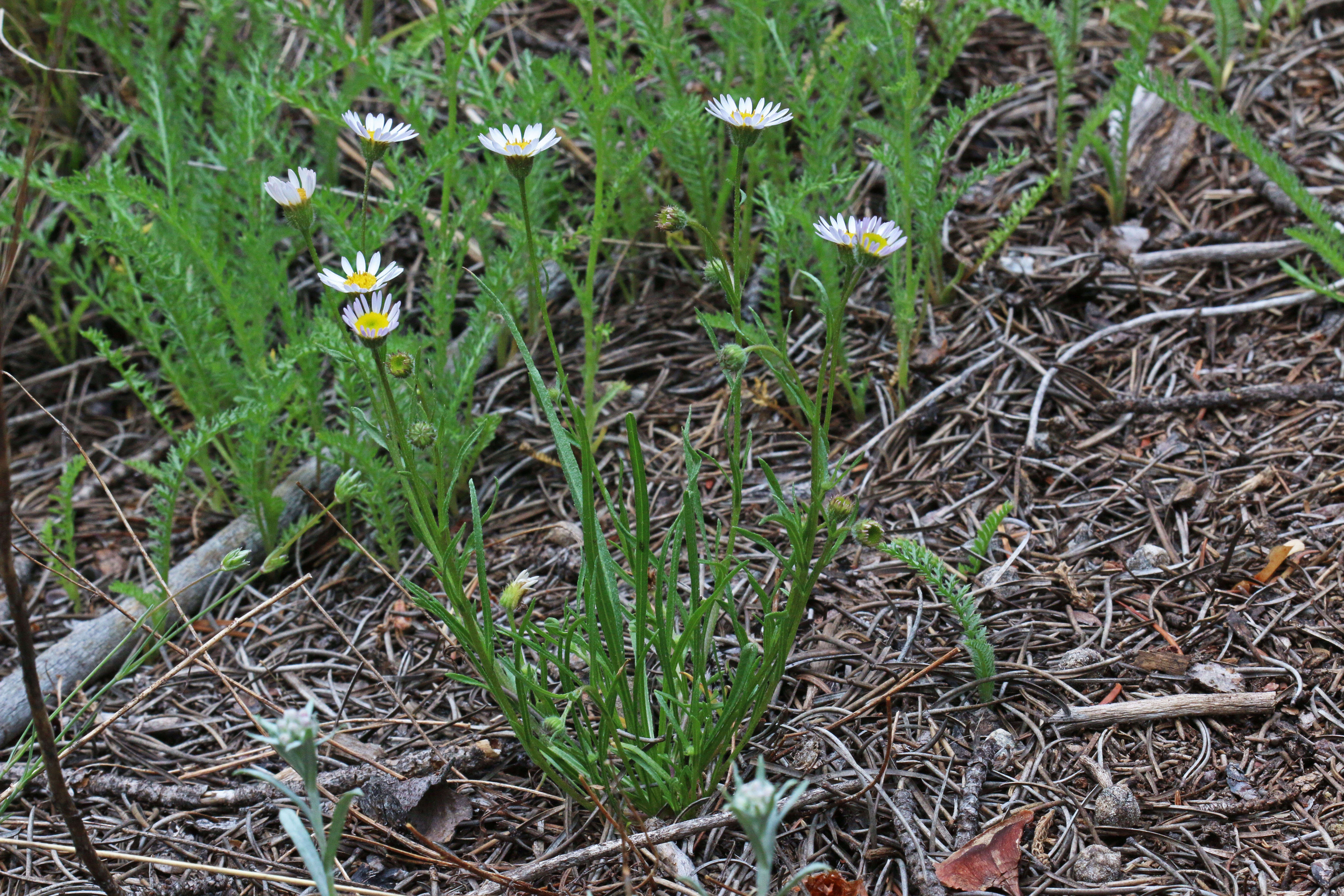 Image de Erigeron eatonii A. Gray